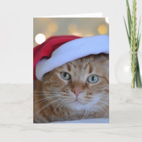 GINGER CAT CHRISTMAS CARD