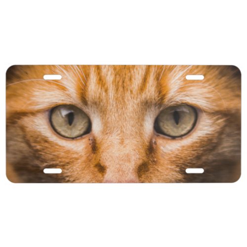 Ginger Cat Eyes License Plate
