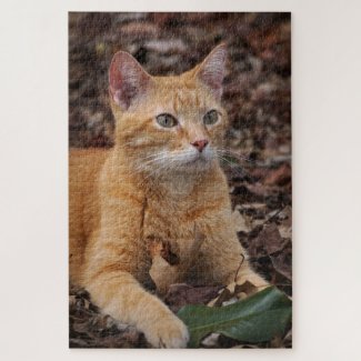 Ginger Cat Outside Fall Autumn Leaves Portrait