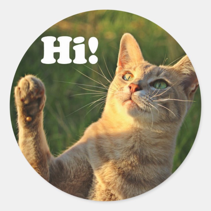 Hi Cat Sticker Ginger Cat Saying Hi! Classic Round Sticker | Zazzle