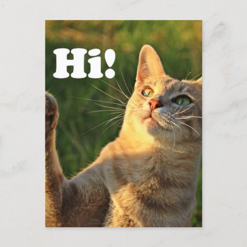 Ginger Cat Saying Hi Postcard