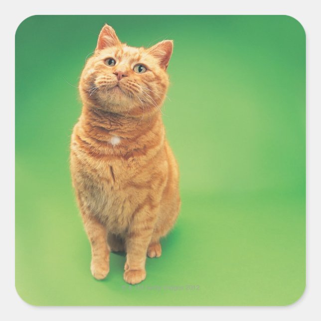 Ginger cat sitting, looking upwards square sticker (Front)