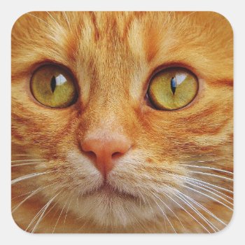 Ginger Cat Square Stickers - Glossy by usadesignstore at Zazzle