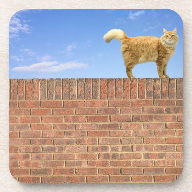 Ginger Cat Standing on Brick Wall Drink Coaster (Front)