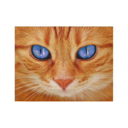 Ginger cat with blue eyes wood poster