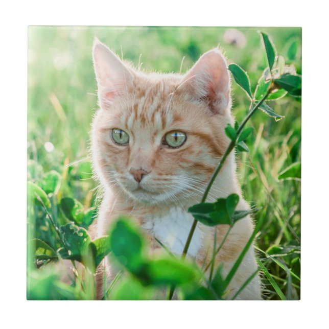 Ginger Cat with Green Eyes in Grass Ceramic Tile (Front)