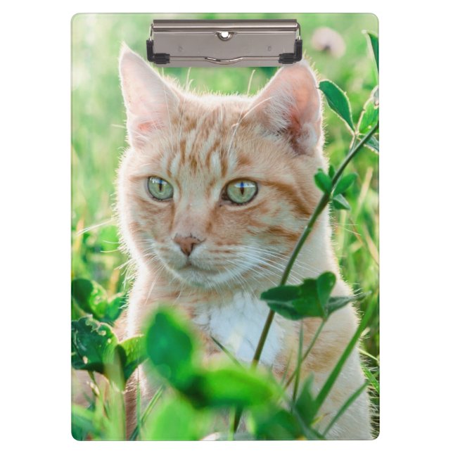 Ginger Cat with Green Eyes in Grass Clipboard (Front)