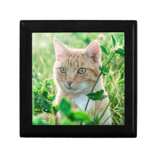 Ginger Cat with Green Eyes in Grass Gift Box