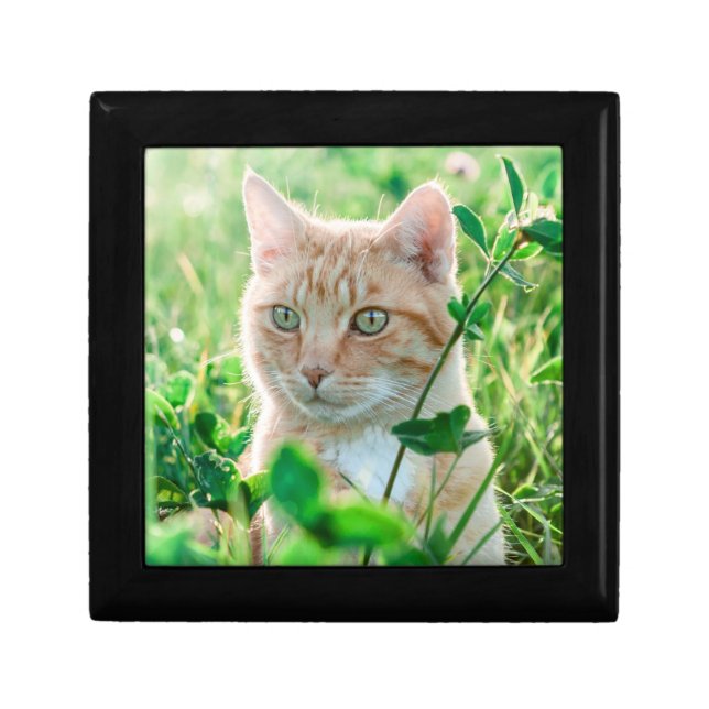Ginger Cat with Green Eyes in Grass Gift Box (Front)