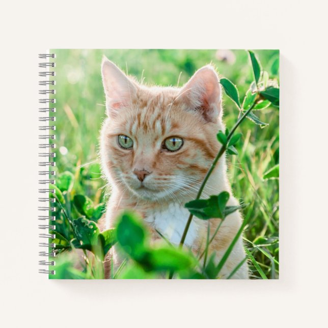 Ginger Cat with Green Eyes in Grass Notebook (Front)