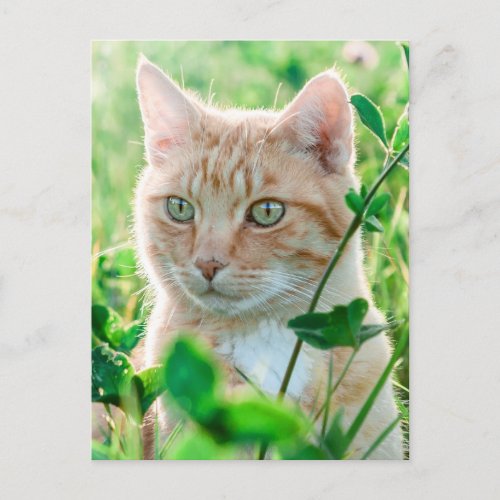 Ginger Cat with Green Eyes in Grass Postcard