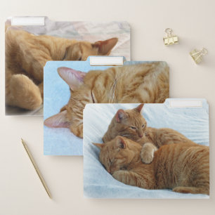 Ginger Cats File Folder