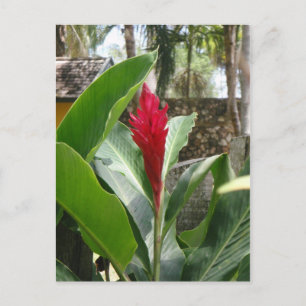 Ginger Flower Postcard