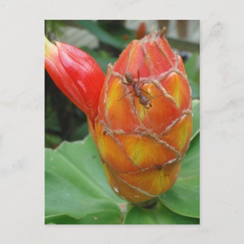 Ginger Flower with Ant Postcard