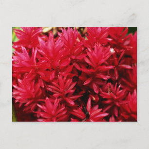 Ginger flowers, Puerto Rico flowers Postcard
