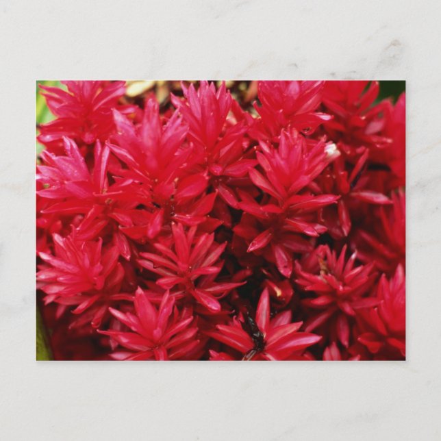 Ginger flowers, Puerto Rico flowers Postcard (Front)