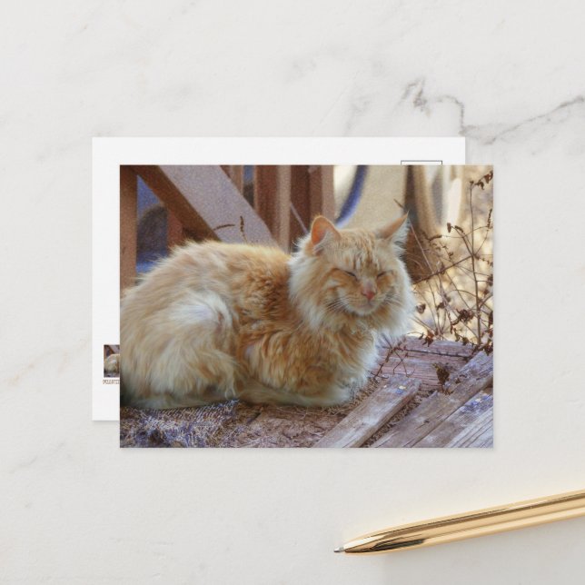 Ginger George Postcard (Front/Back In Situ)