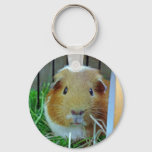 Ginger Guinea Pig Keychain at Zazzle