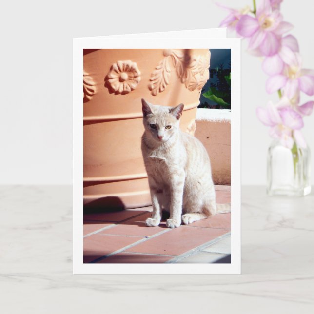 Ginger Kitten at Plant Pot Card (Orchid)