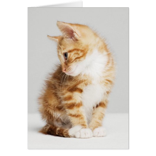 Ginger Kitten Cards (Front)