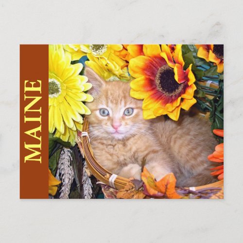 Ginger Kitten in Fall Autumn Basket Thanksgiving Holiday Postcard