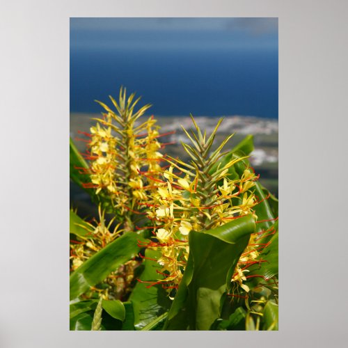 Ginger lily poster