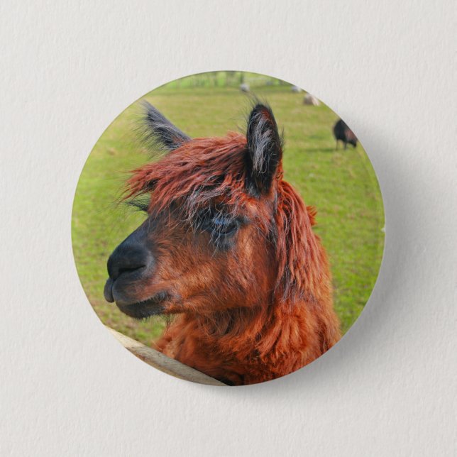 Ginger Llama Pinback Button (Front)