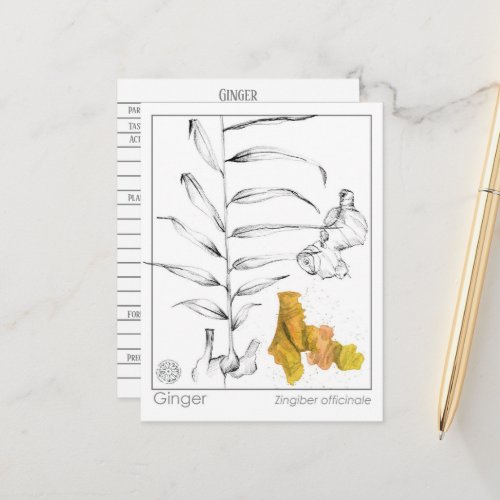 Ginger Materia Medica Herbal Study Card 