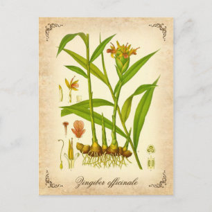 Ginger - vintage illustration postcard