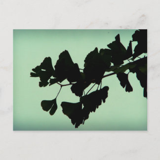 Gingko Postcard