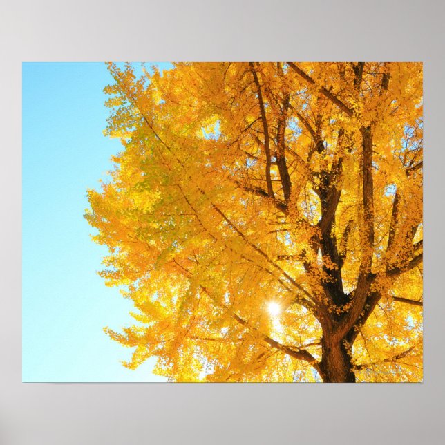 Gingko Tree, Nagano Prefecture, Japan Poster (Front)