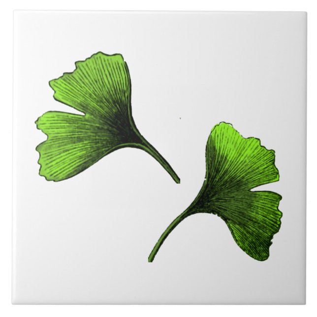 Ginkgo Biloba Leaves Botanical Art Ceramic Tile (Front)
