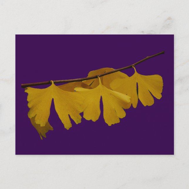 Ginkgo Biloba Leaves Postcard (Front)