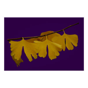Ginkgo Biloba Leaves Poster