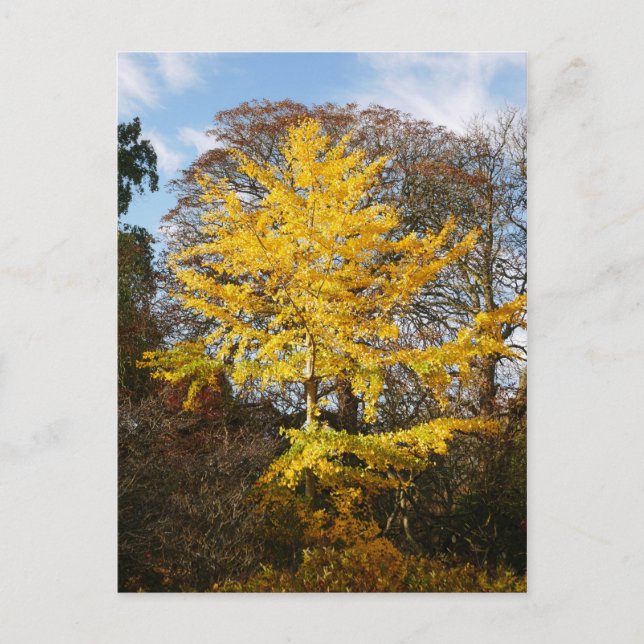 Ginkgo Biloba Tree Postcard (Front)