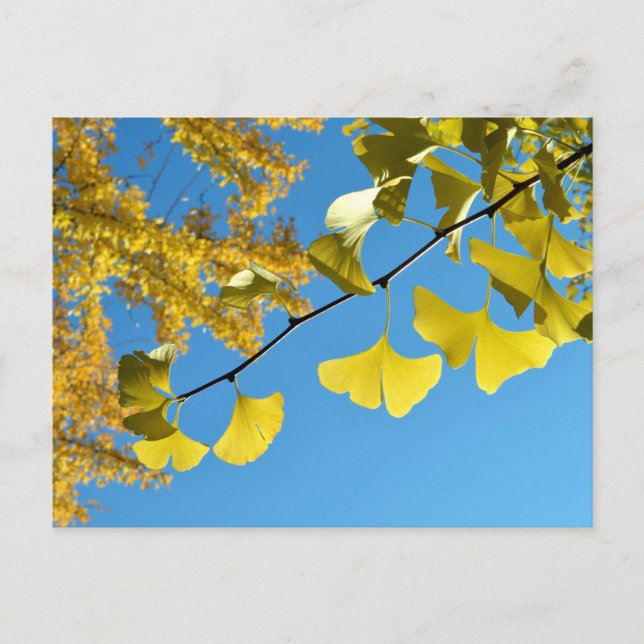 Ginkgo Leaves in Autumn Postcard (Front)