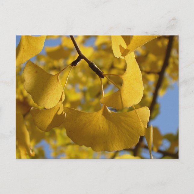 Ginkgo Leaves in Kyoto Postcard (Front)