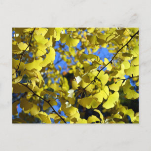 Ginkgo Leaves in Late Autumn: Japan Postcard