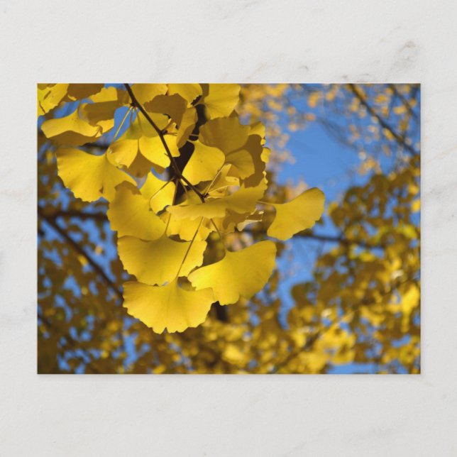 Ginkgo Leaves Postcard (Front)