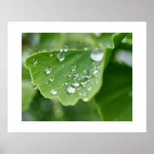 Ginkgo Plant Poster