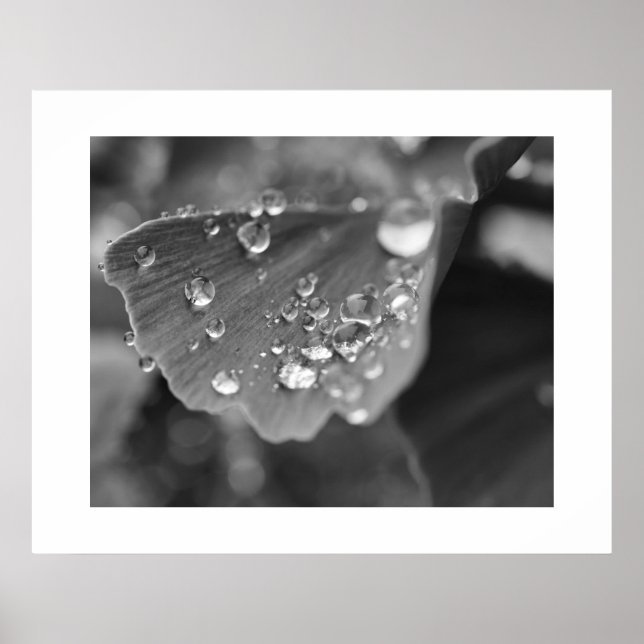 Ginkgo Plant Poster (Front)