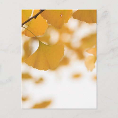 Ginkgo Postcard