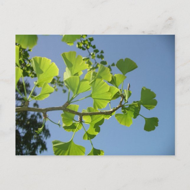 Ginkgo Postcard (Front)