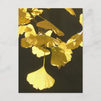 Ginkgo Sunny Autumn Leaves DIY Postcard