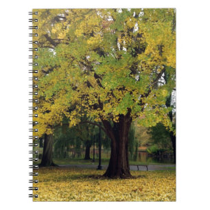 Ginkgo Tree in the Fall Notebook