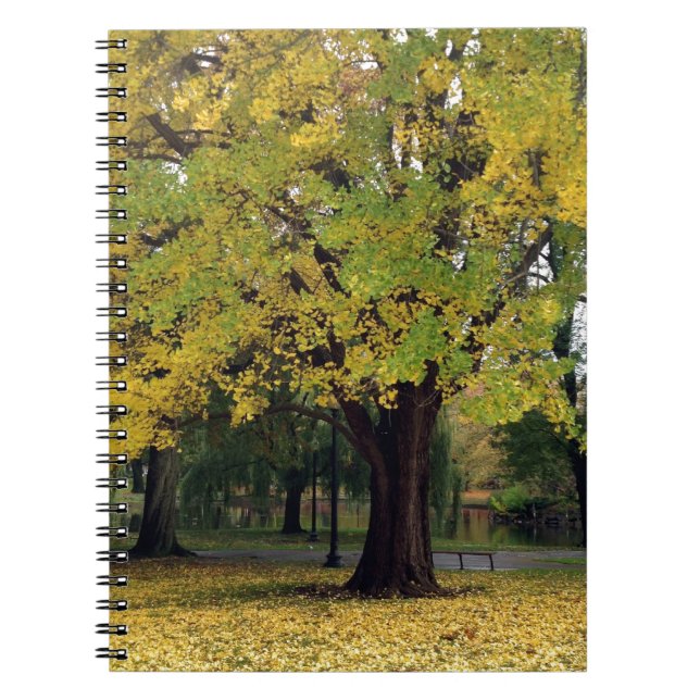 Ginkgo Tree in the Fall Notebook (Front)
