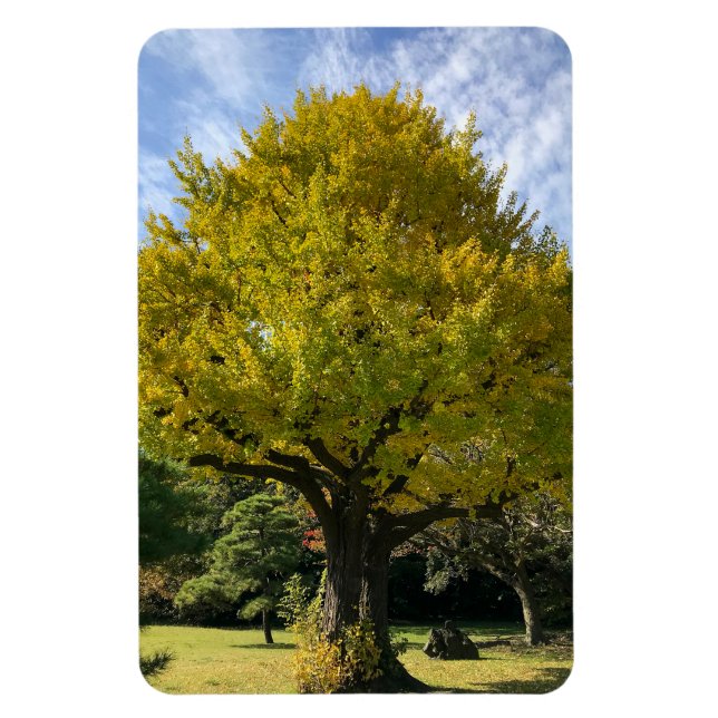 Ginkgo Tree of Golden Yellow Magnet (Vertical)