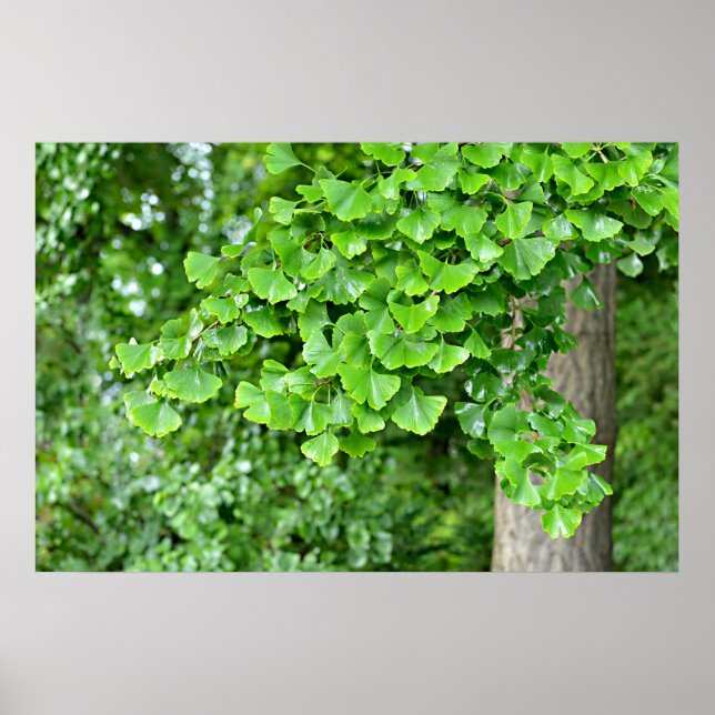 ginkgo tree with wet leaves poster (Front)