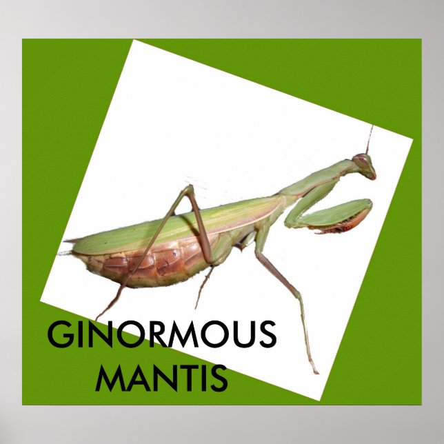 GINORMOUS MANTIS POSTER (Front)