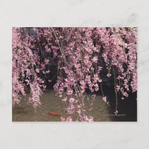 Gion, Kyoto Prefecture, Japan Postcard